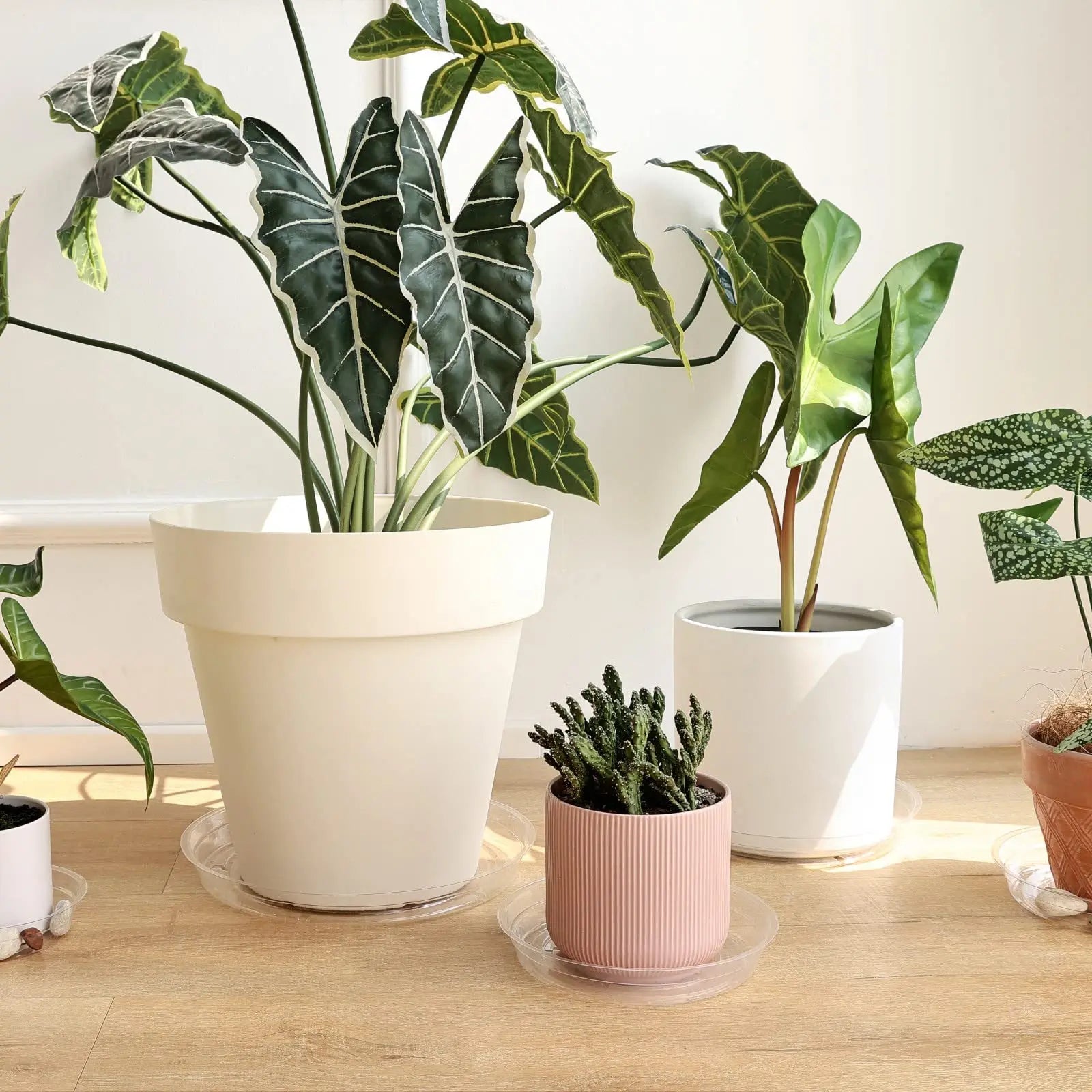 4-Size Clear Plant Saucers – Multi-Pack Drip Trays for Indoor & Outdoor Use (5 of Each Size)